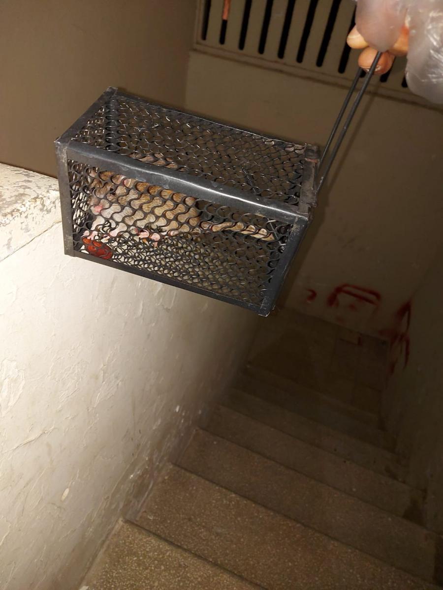 אחת החולדות שנתפסו ברחוב אליהו הנביא